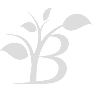 20 Unique Varieties of Fresh Blooming Tea Flowers | Bustan.store