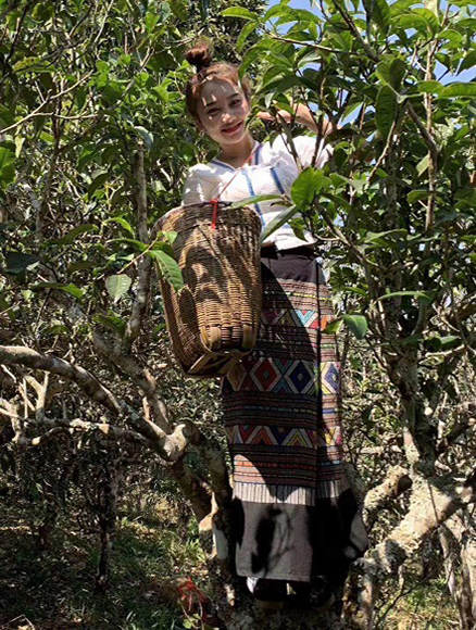 Chinese Tea Gardens