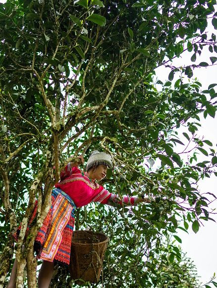 Chinese Tea Gardens