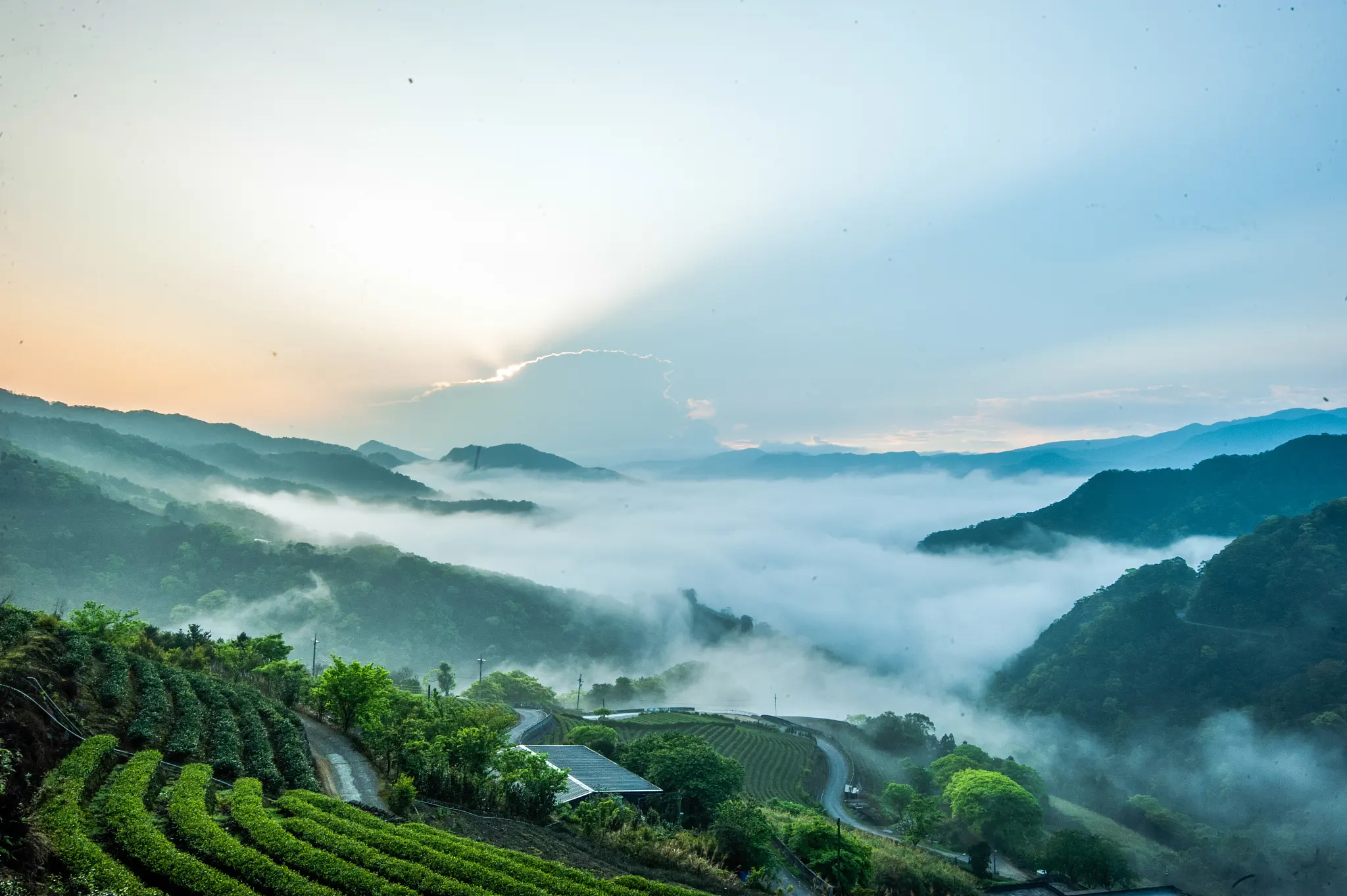 Bustan.store Wholesale Chinese Tea - Free Shipping Worldwide